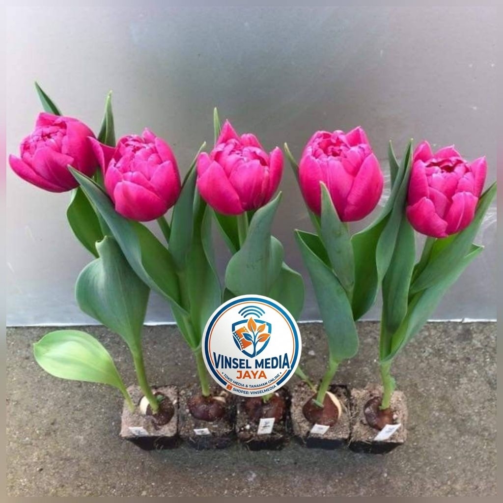 [IMPORT] Umbi Bunga Tulip Hidup Pink Premium - Bibit Bunga Tulip Asli Siap Tanam Tanaman Hias Indoor