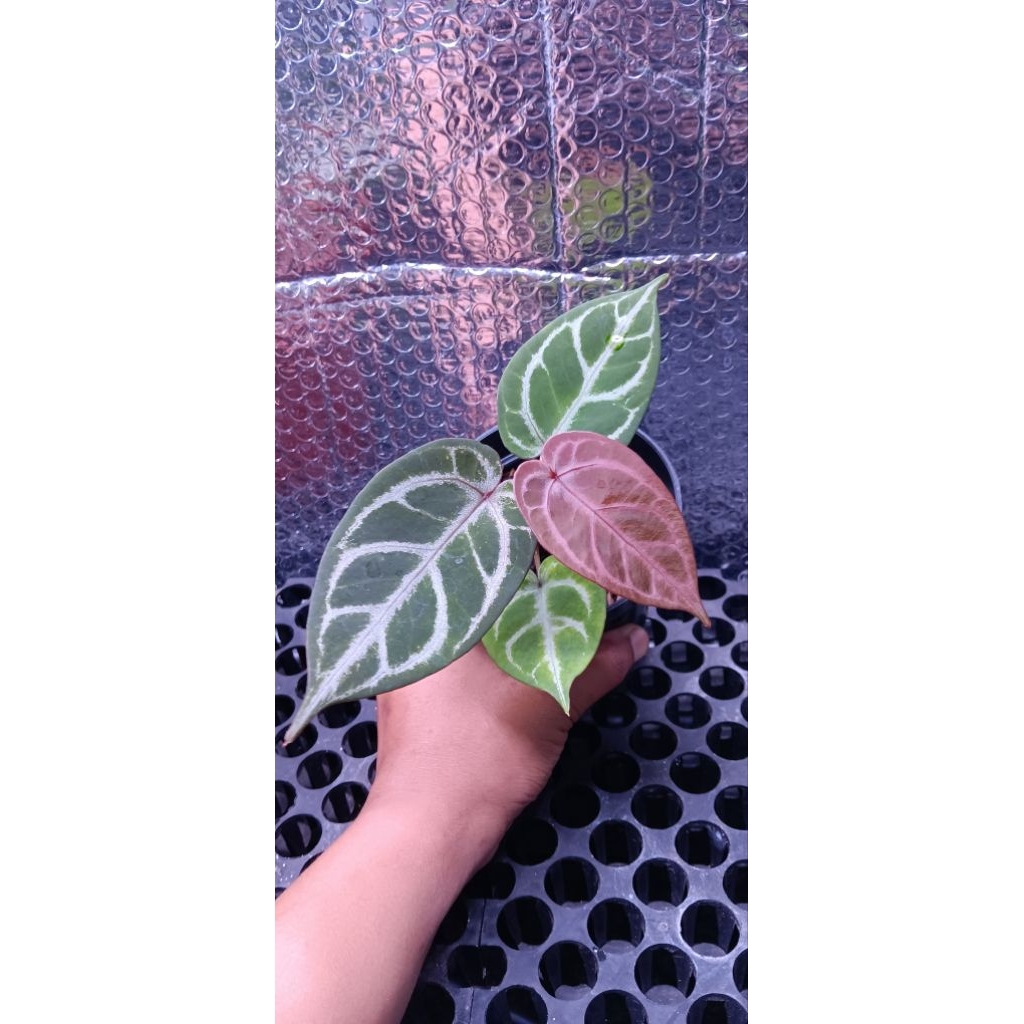 anthurium red tiger x anggel dream