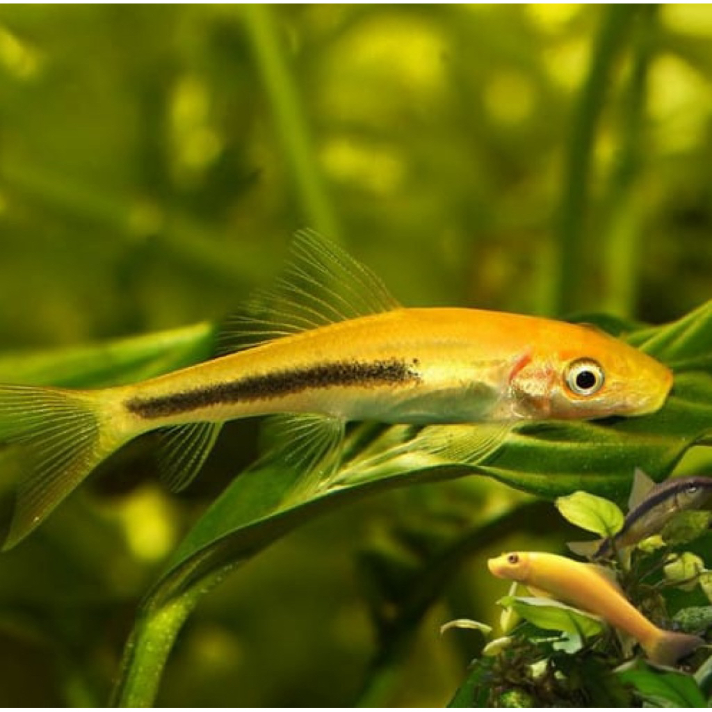 CAE chinese Algae eater / pembersih lumut