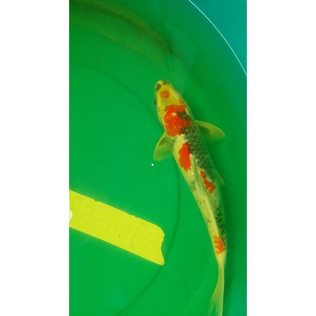 Ikan koi Blitar jenis Kin Showa antik warna metalik