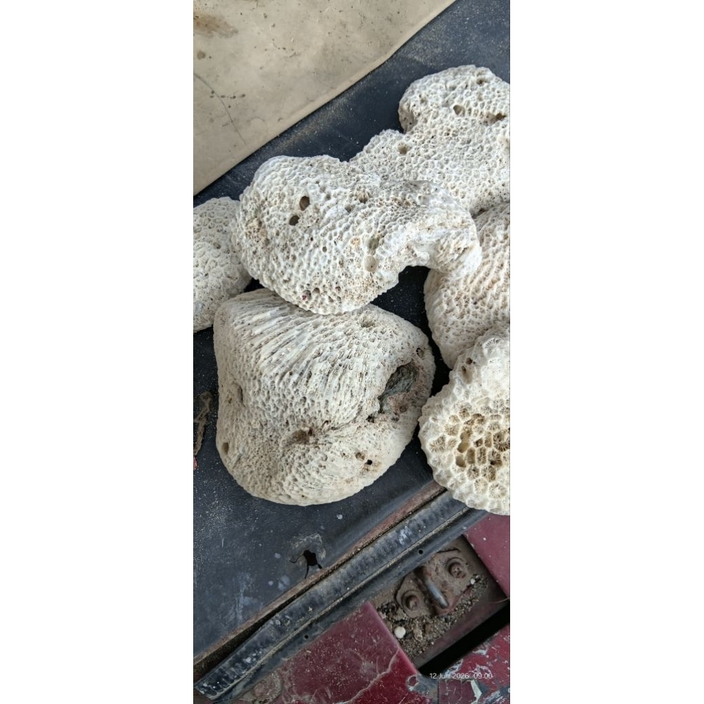 batu karang nanas