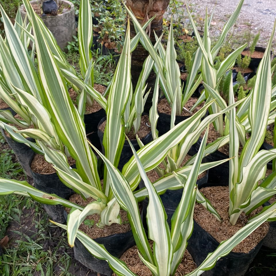 Tanaman Hias Agave Furcraea Gigantea (Agave Putih Varigata) Daun Lentur Panjang Tidak Tajam Tidak Be