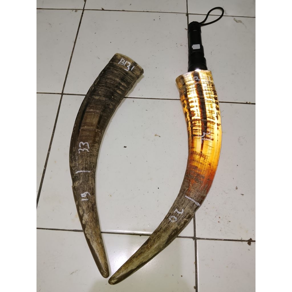 tanduk kerbau bule/putih