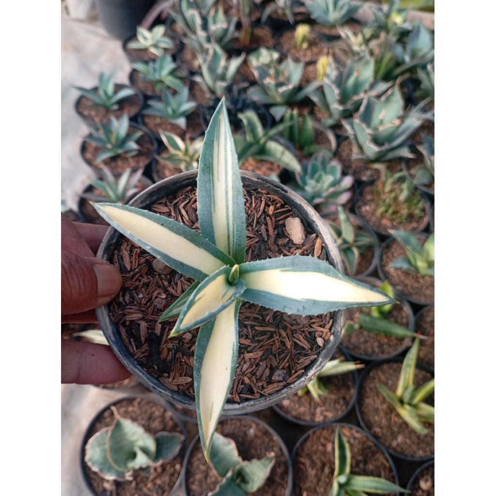 agave americana mediopicta parigata kuning