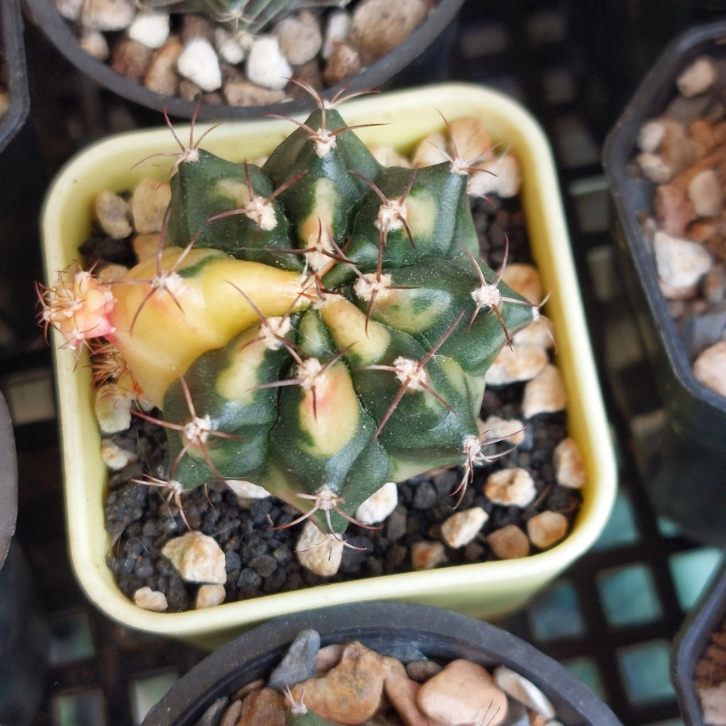 Kaktus Cantik Gymno Gymnocalycium Miha K3 1 set pot.