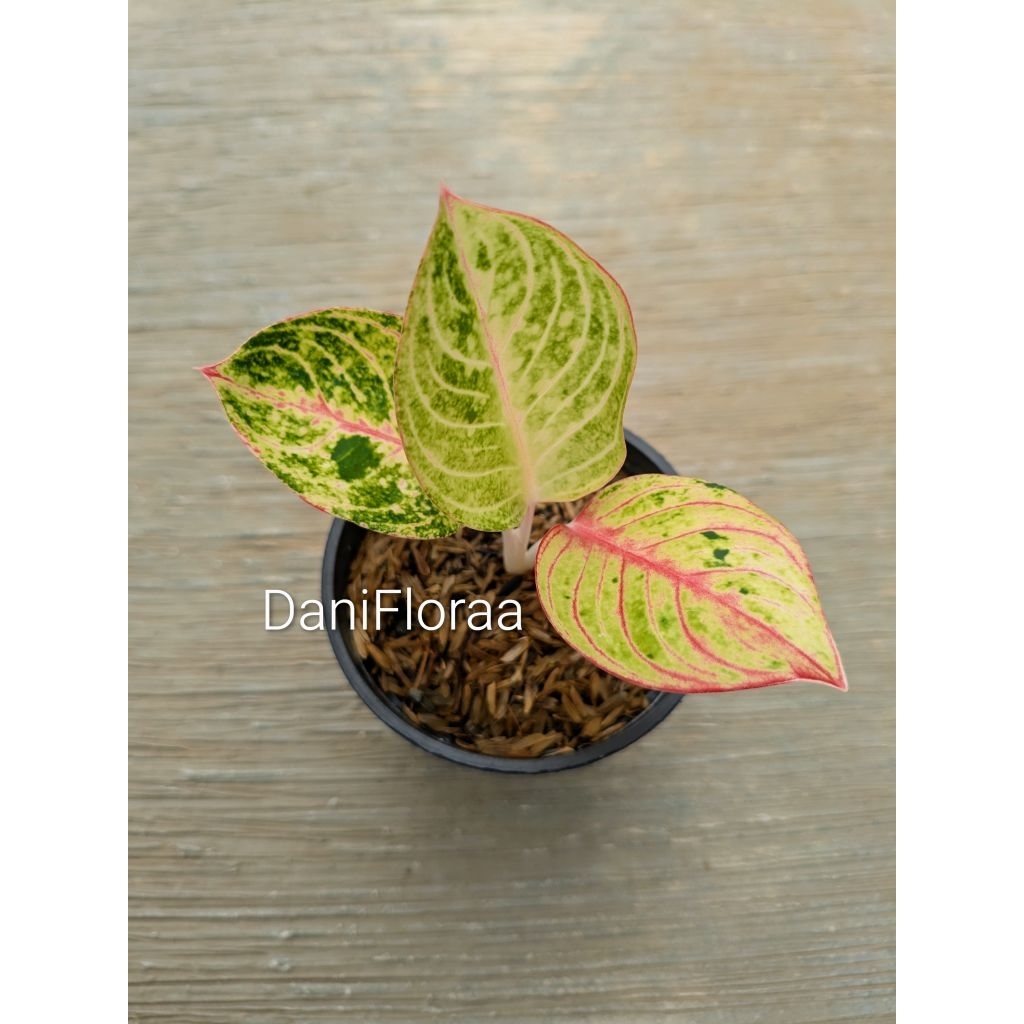 Aglonema Goliath Trah Merah Anakan