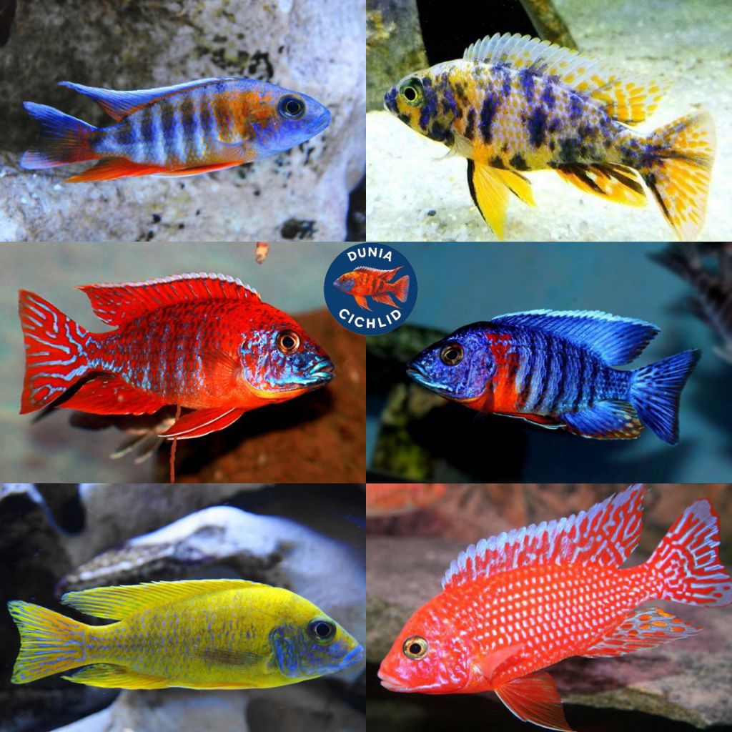 Paket Cichlid Afrika Mix 5 Ekor Gratis 1 Aulonocara / Haps / Mbuna