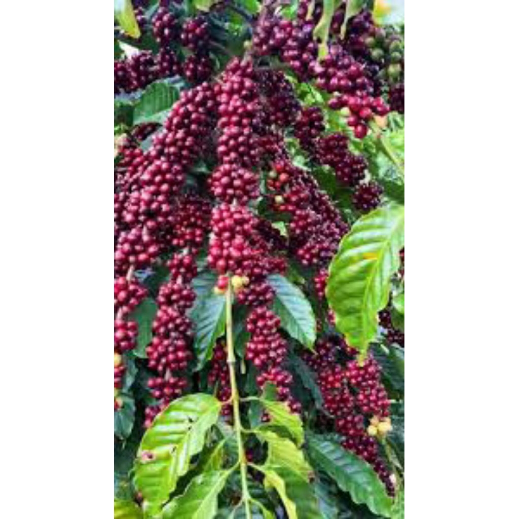 bibit kopi arabika ateng 1200 biji