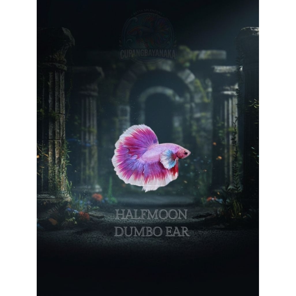 HALFMOON DUMBO EAR - Big Ear Ikan Cupang Jantan - Hiasan Aquarium