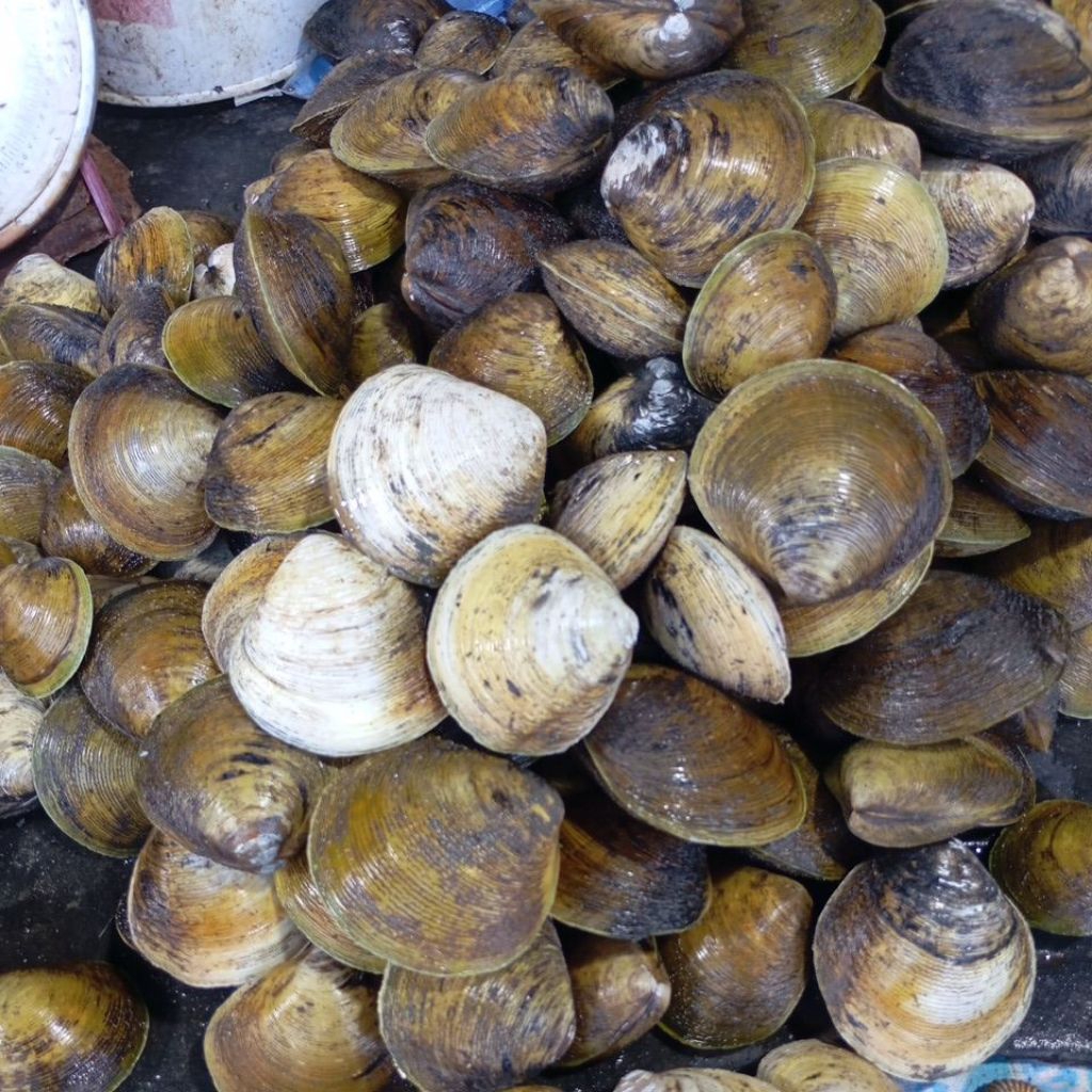 kerang totok/jimbaran