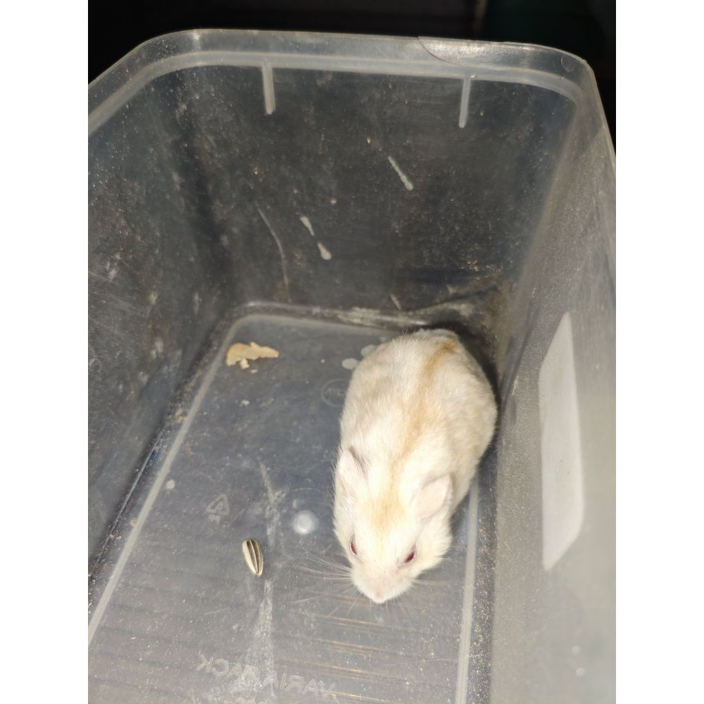 HAMSTER WINTER WHITE
