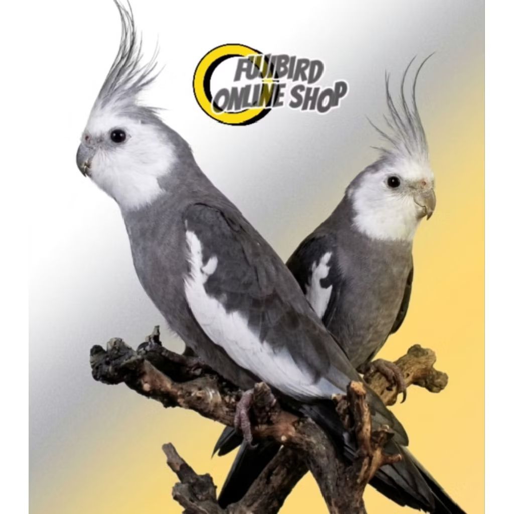 BURUNG FALK WF (WHITE FACE) SEPASANG PIlLIHAN