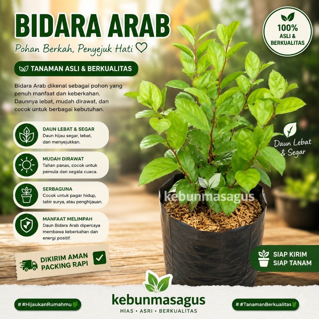 Tanaman Herbal Bidara Arab Asli - Bibit Bidara Arab Asli Daun Rimbun - Bidara Arab Hidup - Bidara