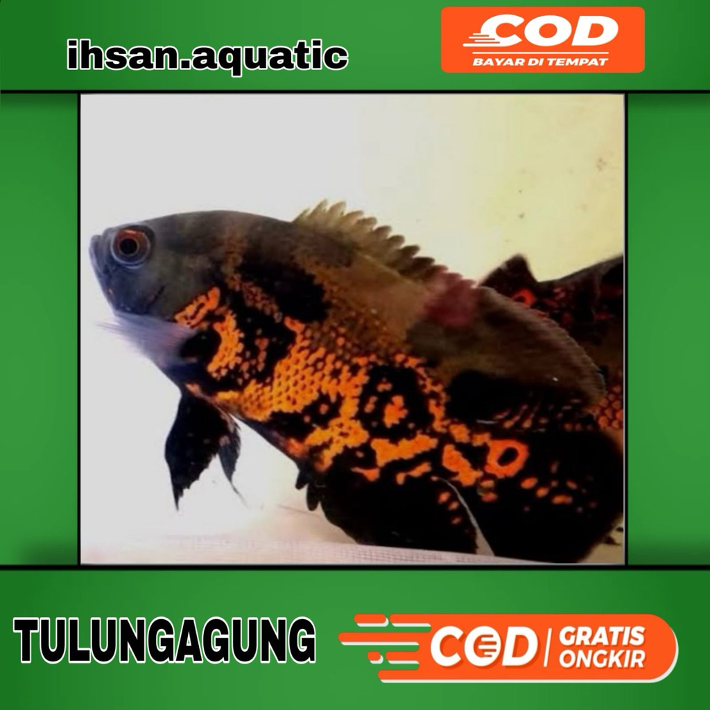 predator hiasan aquarium oscar batik full batik 2/3 jari