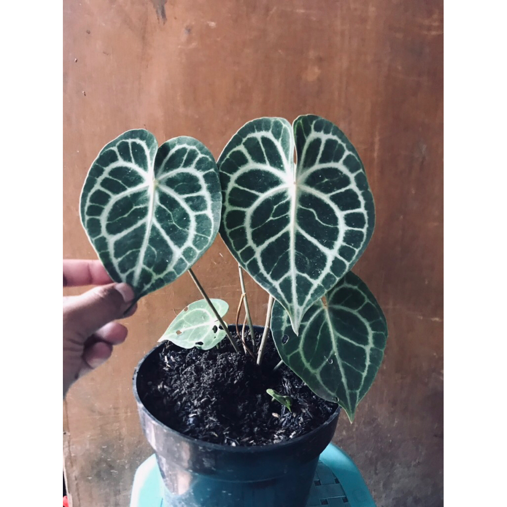 anthurium clarinervium queen