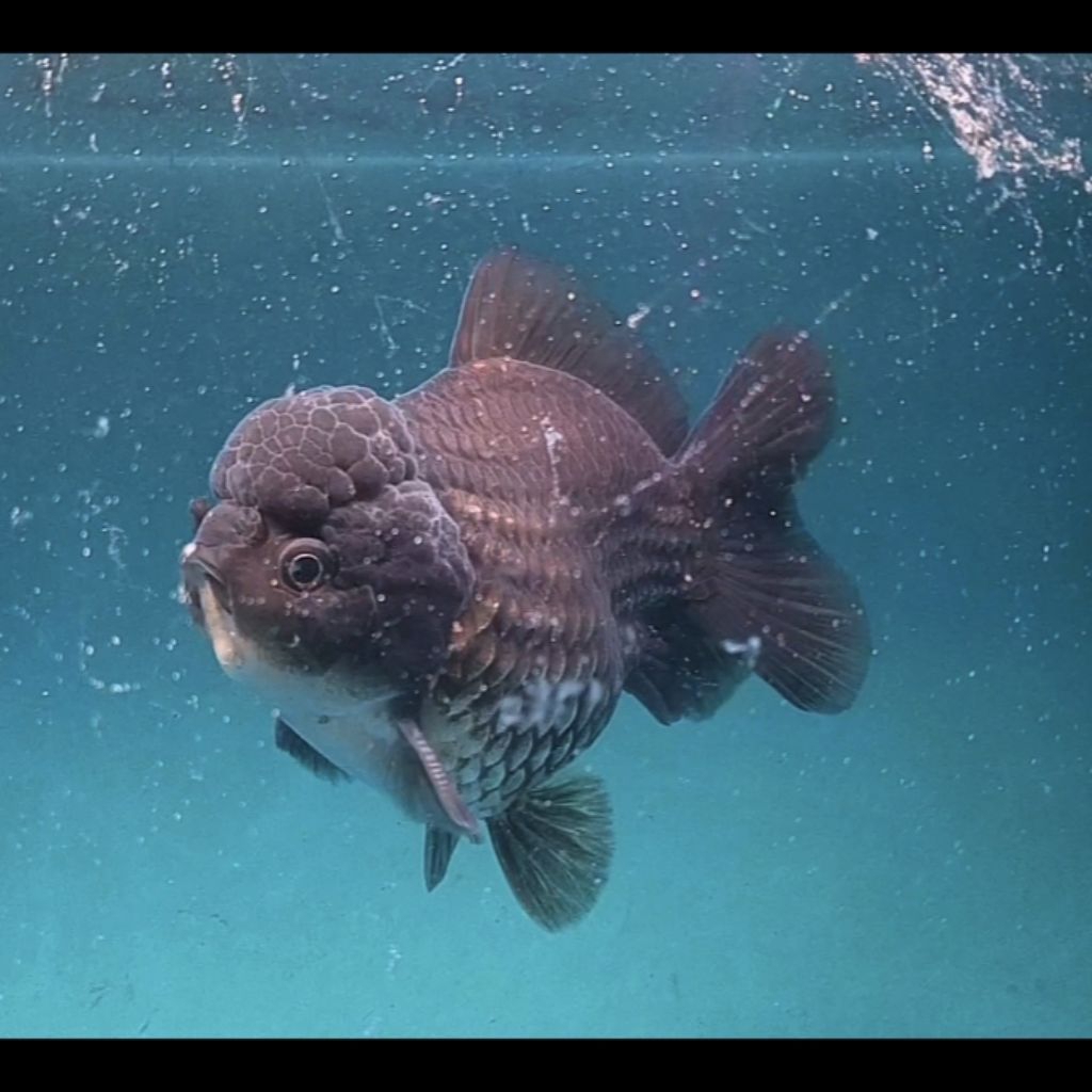 Ikan Hias, Ikan Koki Oranda, Goldfish
