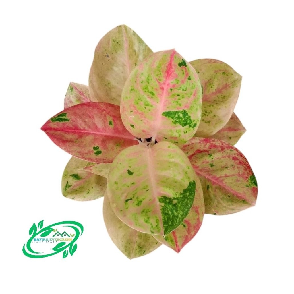 aglonema emerald remaja | aglo emerald | tanaman hias aglonem | tanaman hias daun cantik