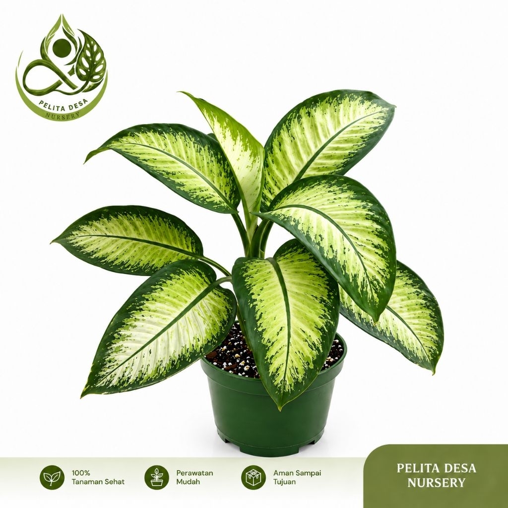 Sri Rezeki - Tanaman Hias Nuansa Tropis - Pembersih Udara Alami