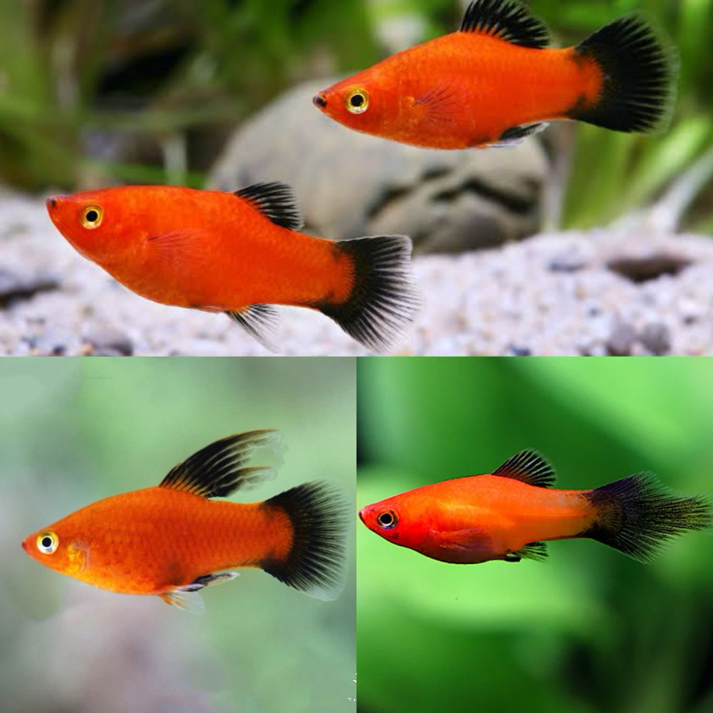 [Chan Aquatic] Ikan Hias Platy Wagtail | Size S-M