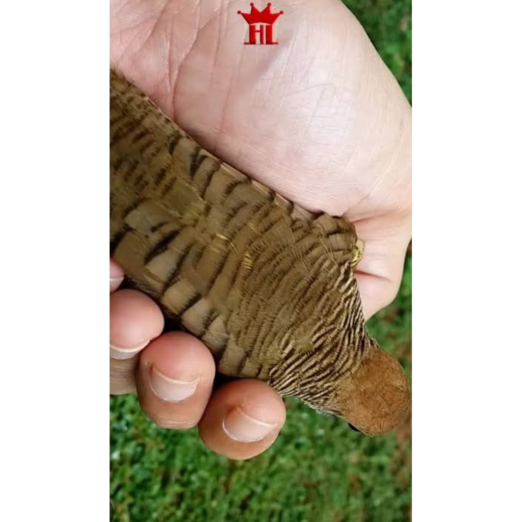 perkutut katuranggan udan mas asli lokal alam