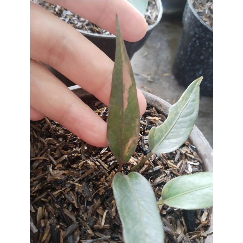 anthurium hokeri pink red blood trah panas