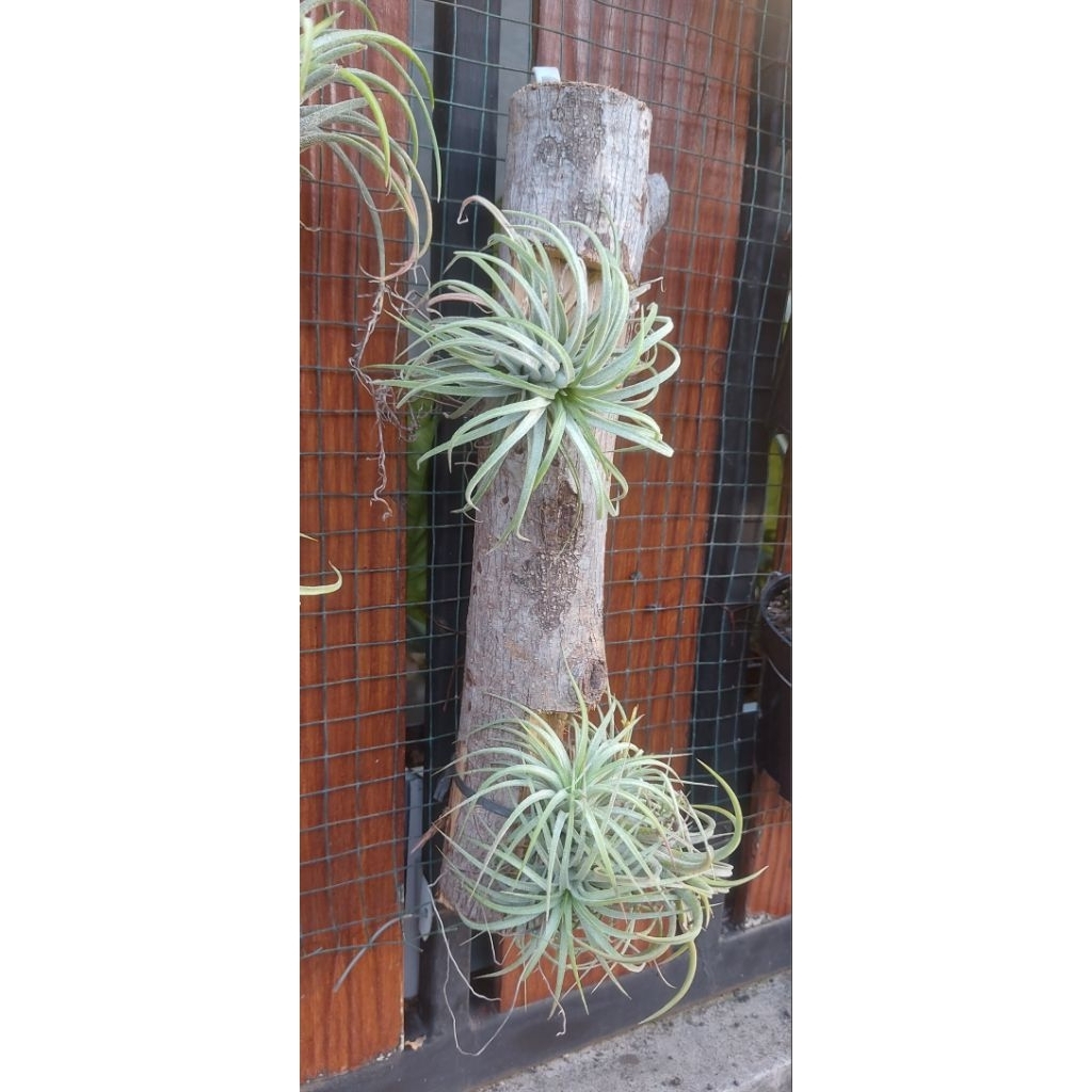 tilandsia ionanta