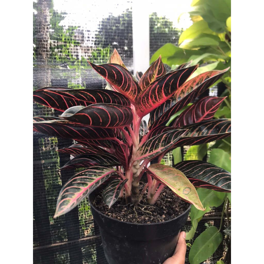 aglonema pride of sumatra