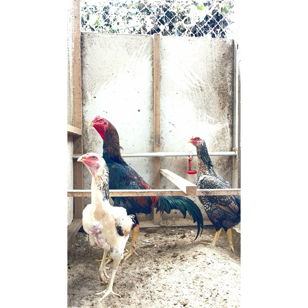 Telur Fertil Ayam shamo