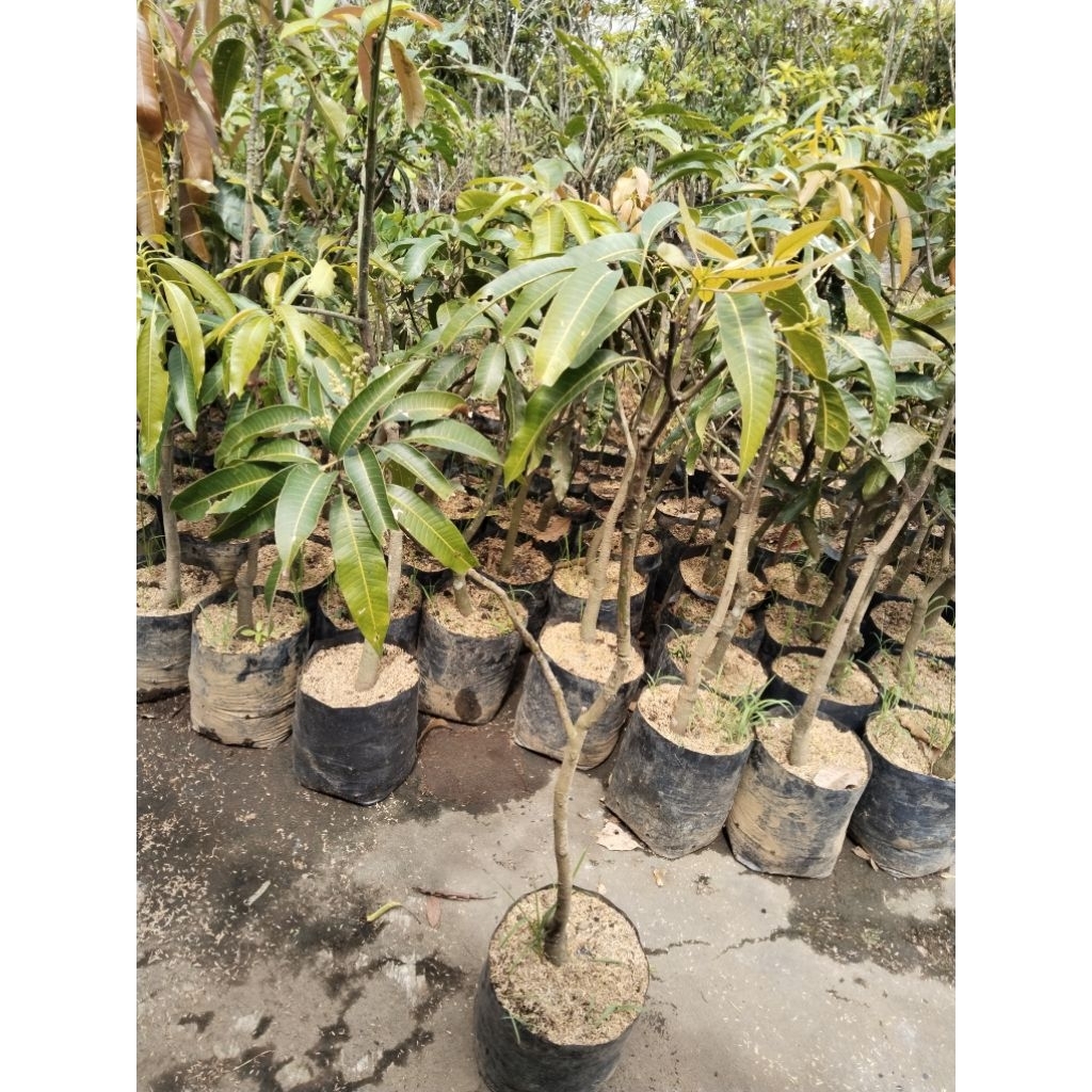 Bibit Mangga Kiojay_Hasil Okulasi Sudah Berbunga