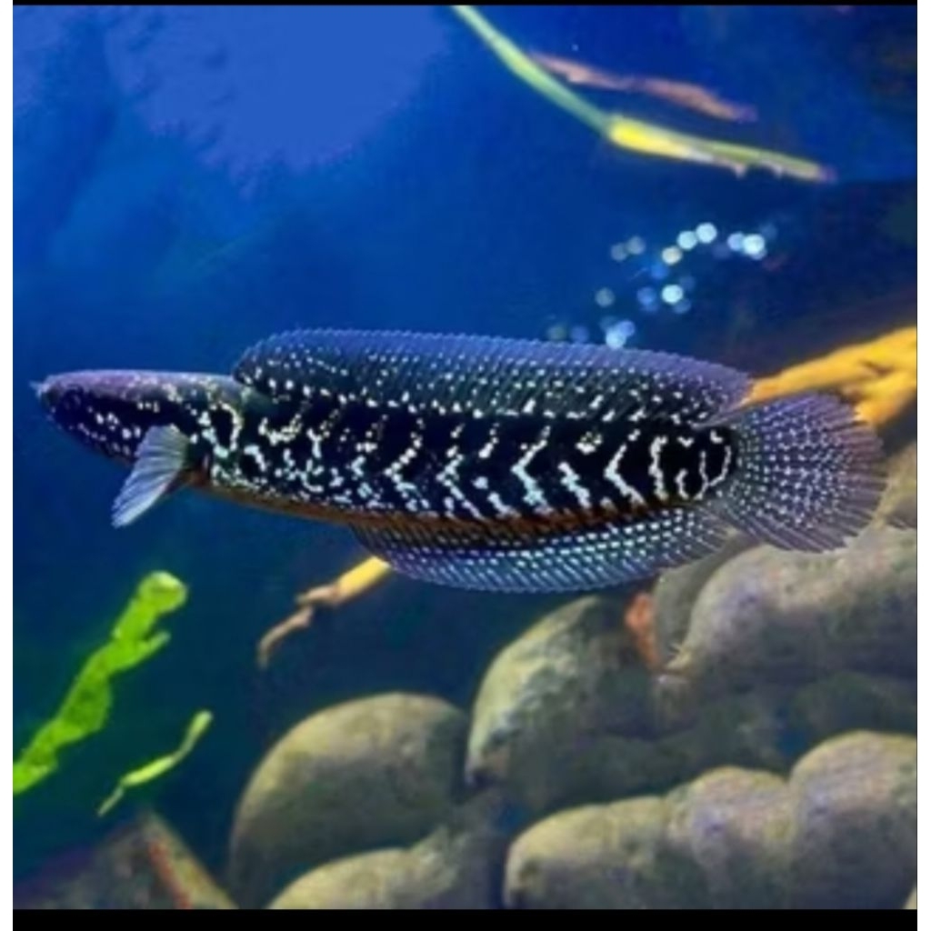 CHANNA ASIATICA WS ( WHITE SPOT)