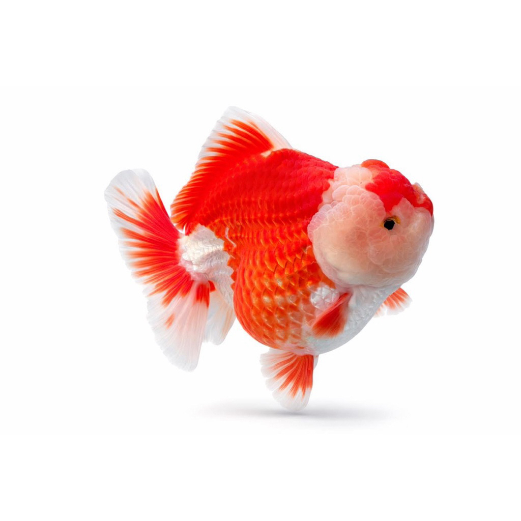 MAS KOKI BABY ORANDA RED WHITE-paket 5 pcs