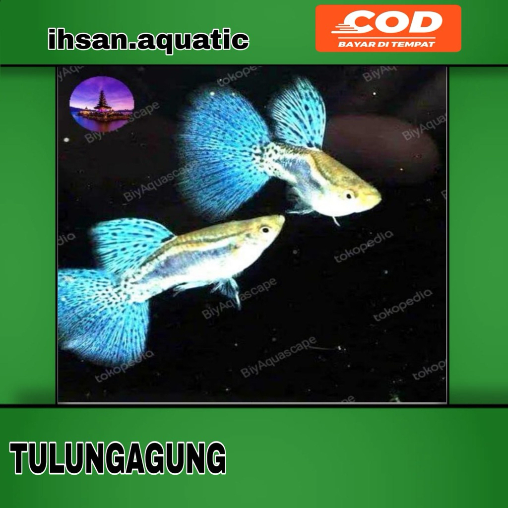 sepasang guppy blu grass lucu menawan siap pijah
