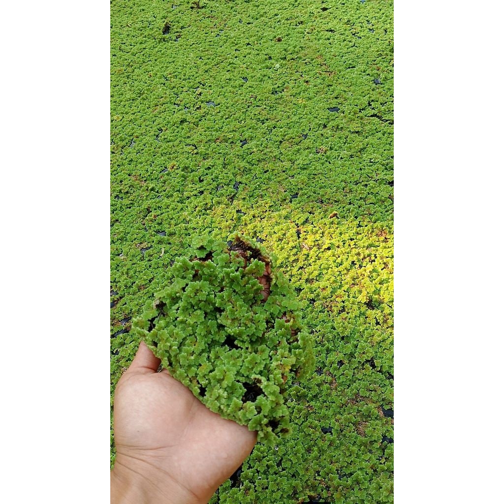 BIBIT AZOLLA MICROPHYLLA 5 KG