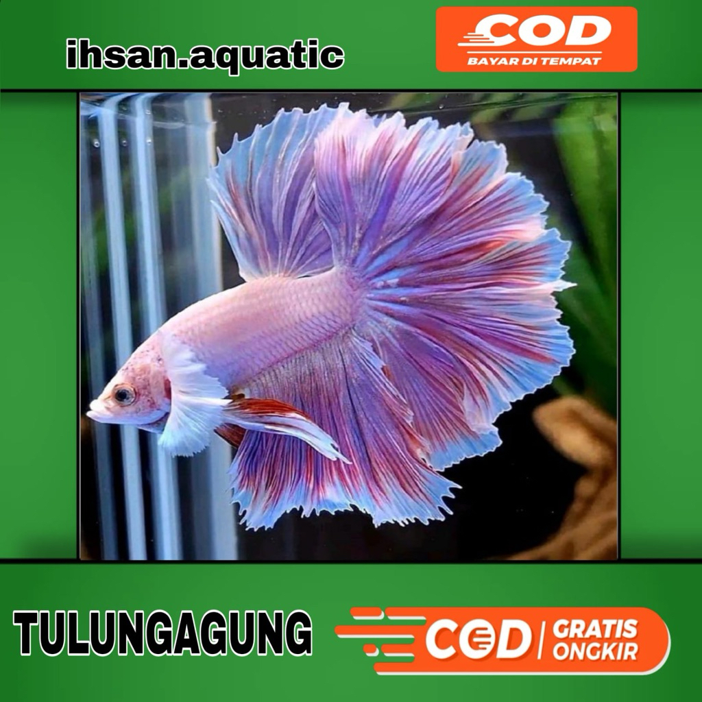 Ikan Cupang Halfmoon Lavender Big Ear Ekor Lebar Size M