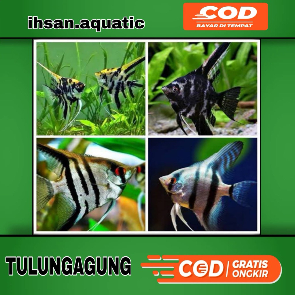 Ikan Hias Manfish Tricolor mix Ukuran koin bergaransi
