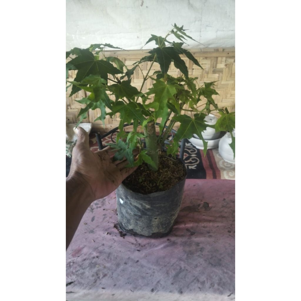 Pohon Green Maple Japanese Batang Besar/ Acer Palmatum/ Japanese Green Maple