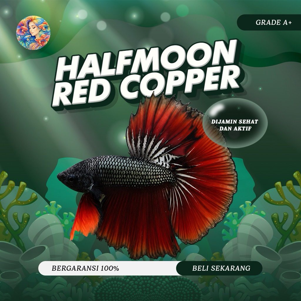Cupang Aksesoris Aquarium - Halfmoon Rosetail Red Copper Silver Dark Series Grade A+