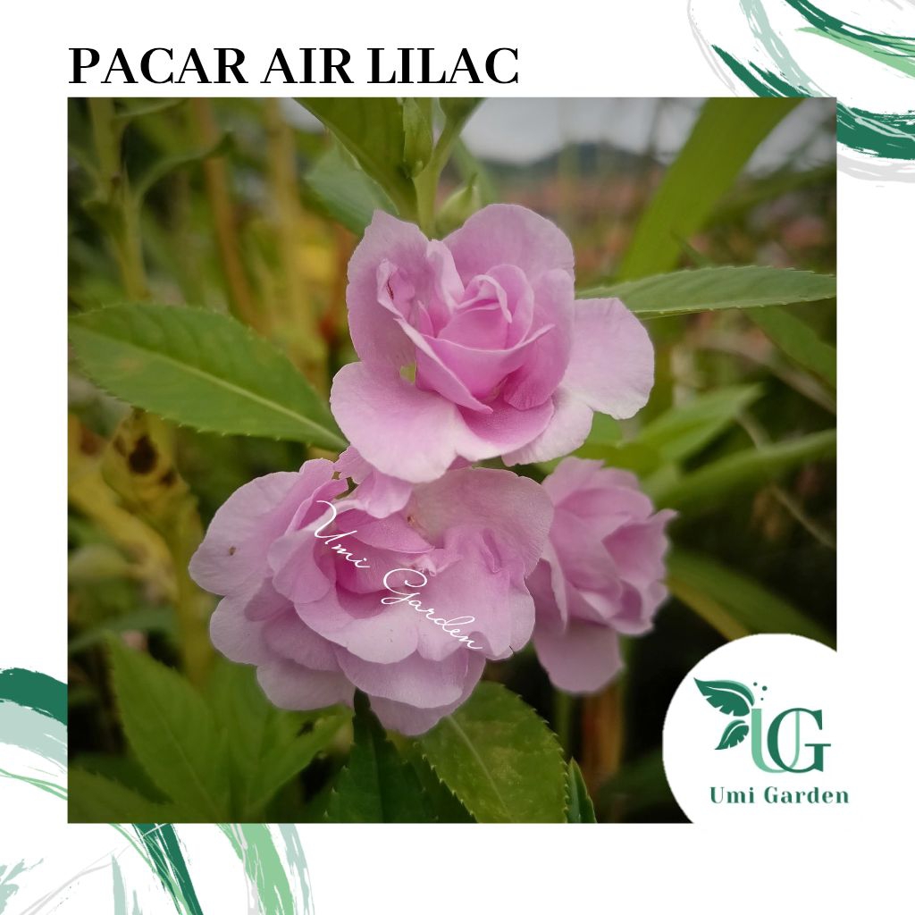 25 Biji Bunga Pacar Air Lilac Benih Impatiens Rose Balsamina