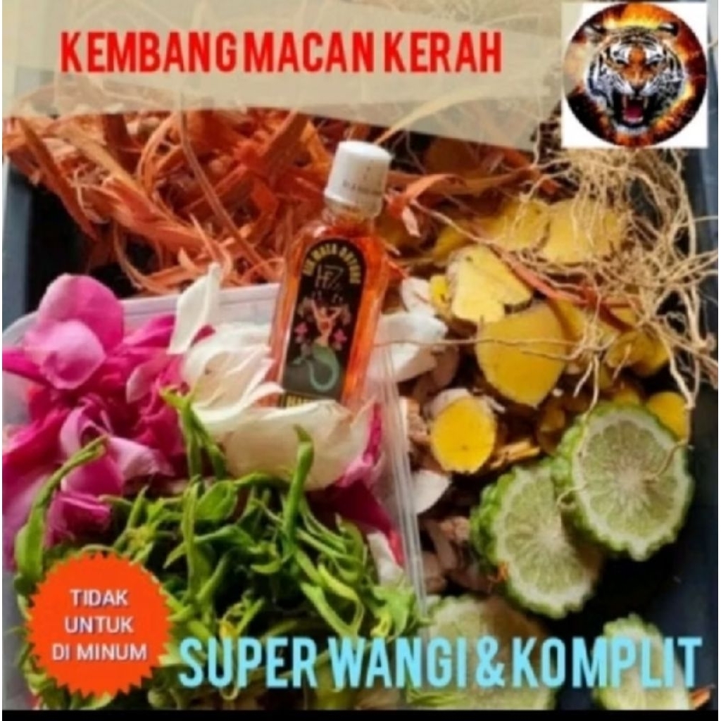 bunga macan kerah super komplit