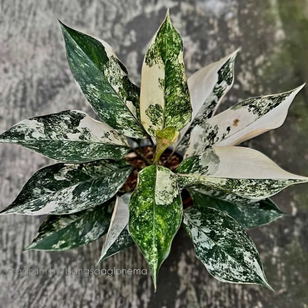 Aglonema Siam Jade Remaja 6-8 daun Tanaman Hias Bunga Aglaonema Murah Merah BUKAN bonggol bibit - ta