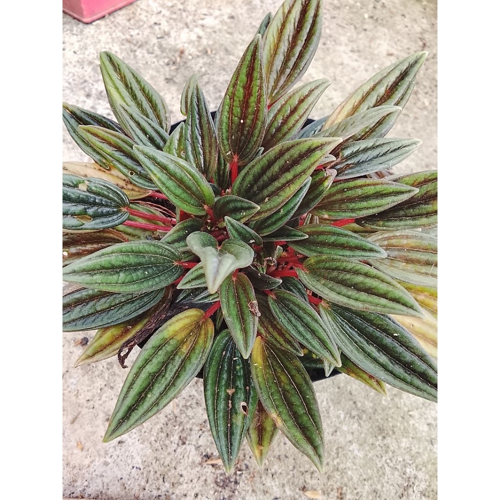 peperomia roso