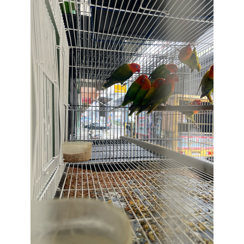 burung love bird biola