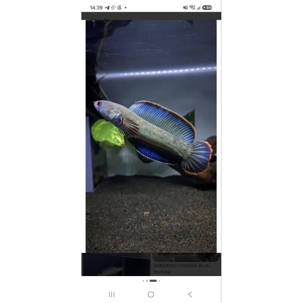 Channa blue bengal singel