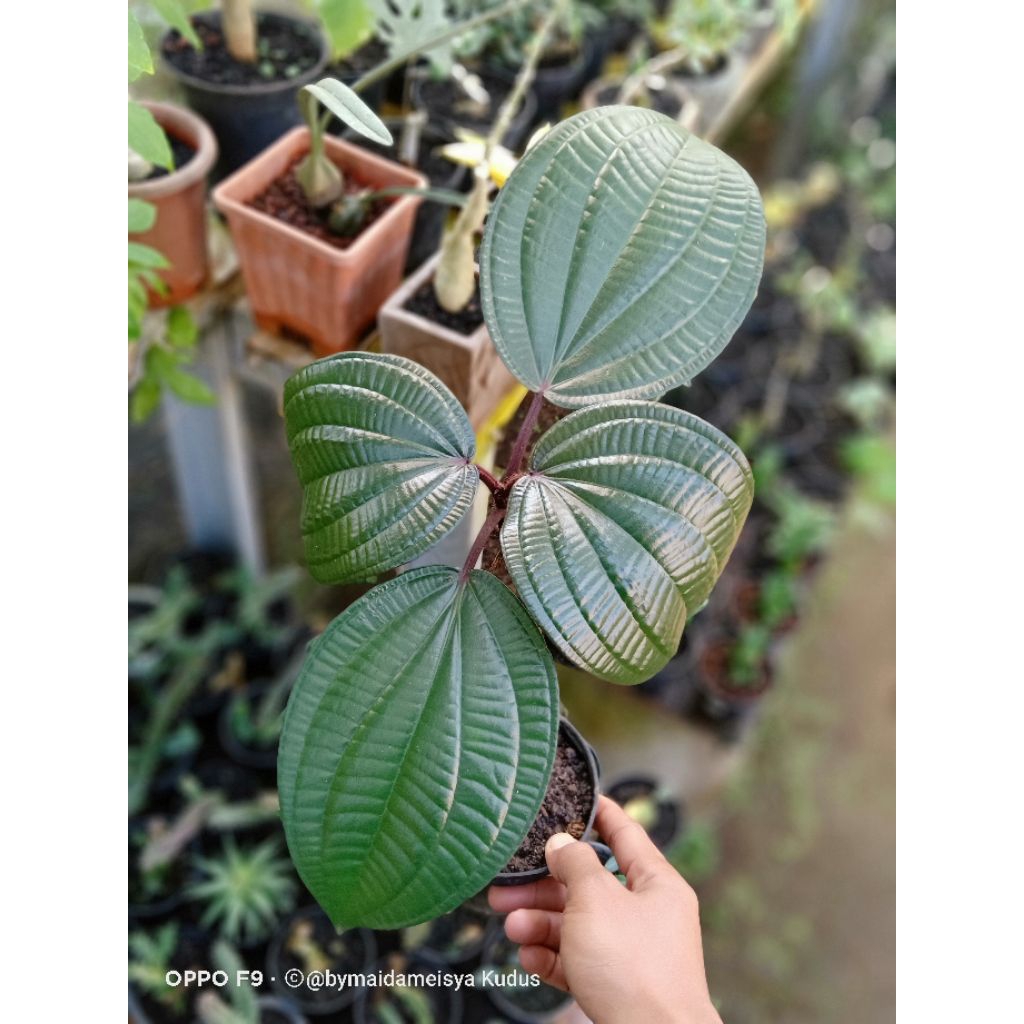 tanaman hian unik phyllagathis rotundifolia