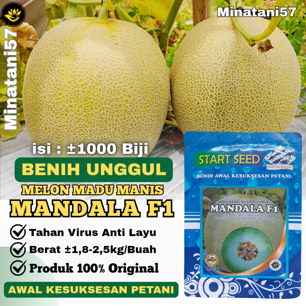 1000 Benih Melon Madu MANDALA F1 Bibit Melon Jumbo Mudah Tumbuh Buah Lebat Tahan Virus Layu