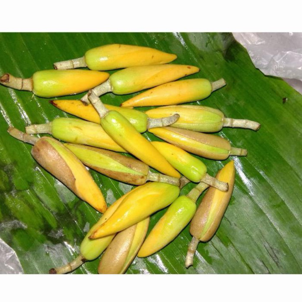 bunga kantil kuning asli fresh satuan