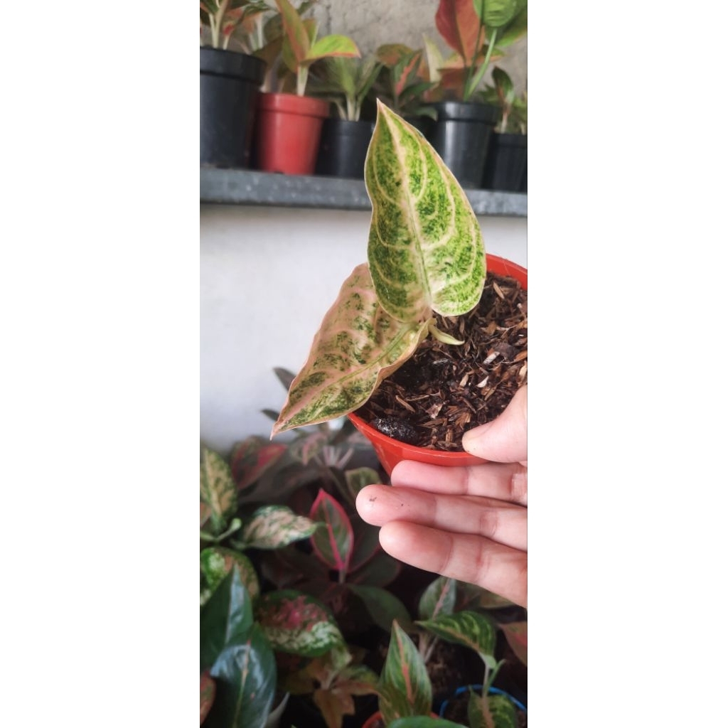 Aglonema Koleksi Denpasar Moon