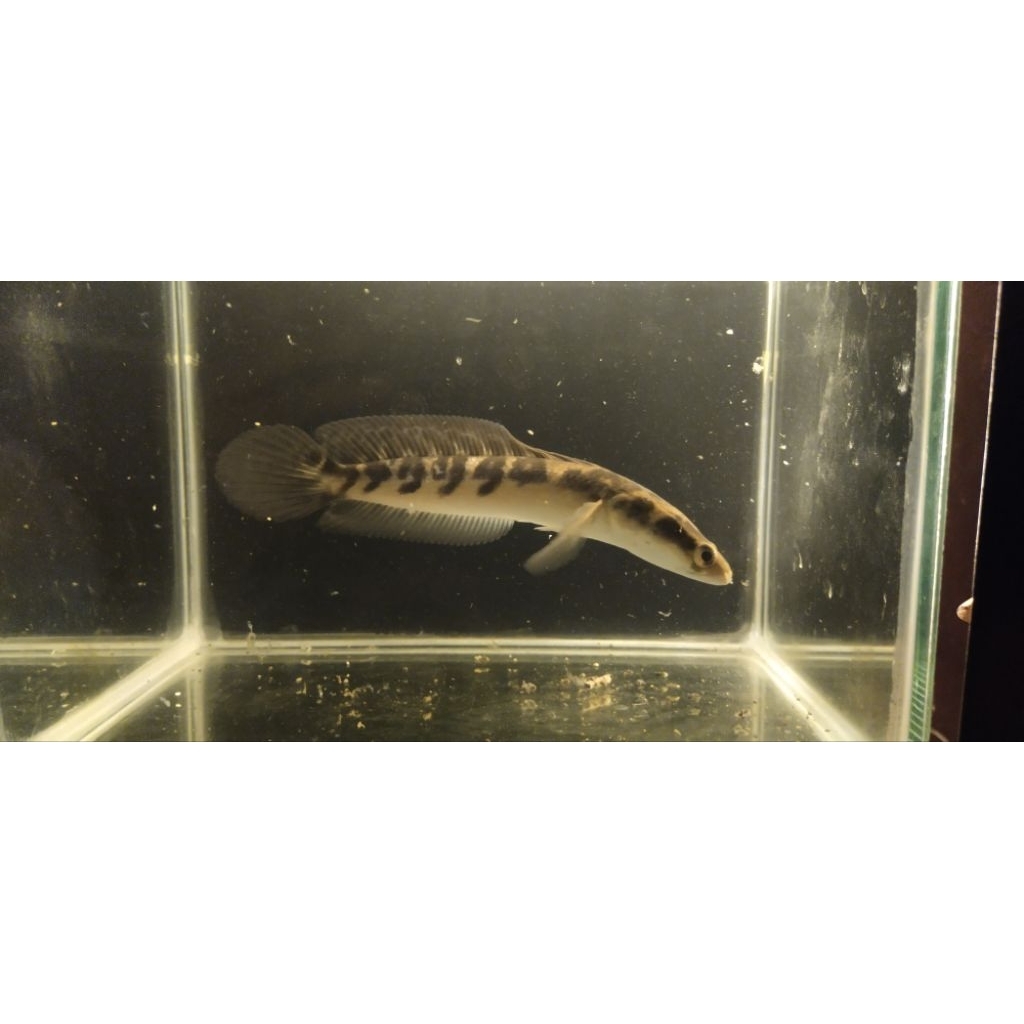 (Garansi) Chana maru Cabung  17-20cm (Instan free chana random)