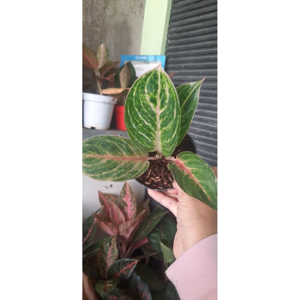 Aglonema Mekarsari