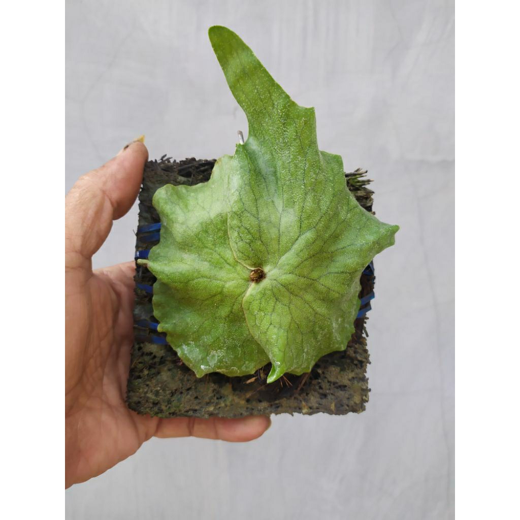 Platycerium wandae Papua